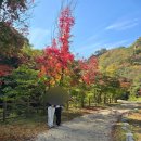 청솔 | [내돈내산] 광주근교 캠핑 추천! 장성 청솔캠핑장 후기 (텐트대여O)