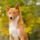 도그도그 이미지