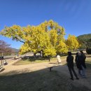 (주)환주 | [국가유산 방문코스 43] 대구 은행나무 명소 400년 노란빛 물든 도동서원, 지금이 절정!