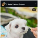 댕댕농부 이미지