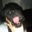 펫토이동물병원 이미지