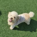 클라우드독 미용실 이미지