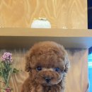 아이러브독 강아지분양 부천점 이미지