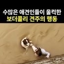 보더콜리 견주 이미지