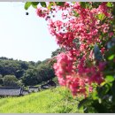 양정 동래정씨제실 수령800년 배롱나무 이미지