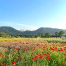 GS25 울산청량점 | 울산 태화강 국가정원 행사 봄꽃축제 텐트 울산 양귀비축제