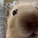 CU광교32단지점 | [포포감먹일지] CU 연세우유 호도 생크림빵 (+ 호두마요 제육삼각)