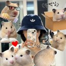 감은가로수길 | 아디다스X오아시스 콜라보 : 자카드 저지 블루 구매 후기(오프라인, 사이즈)
