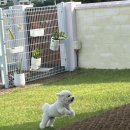 호야켄넬 이미지