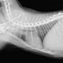 워너비 동물병원 이미지