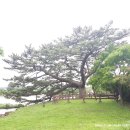 제주 수산리 곰솔 이미지