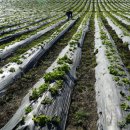 강수농장 | 씨감자 파종 완료 (주말농장 첫 작물!)