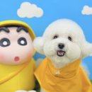 그루머 댄 이미지