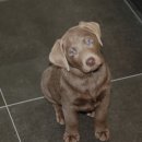 큰동물병원 이미지