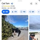 길냥이와 함께하는 이미지