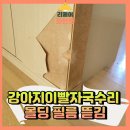 창동연립 | 강아지이빨자국수리 몰딩필름뜯김