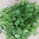 고수 카카오 검색결과