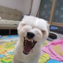 삼영상회 이미지