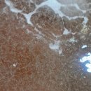해양수산과학원 서부지부 자원조성연구소 | 전남 해양수산과학원, '보리새우 200만 마리' 대규모 방류