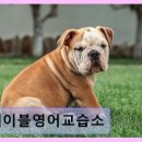 에이블영어교습소 네이버블로그
