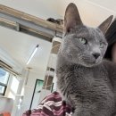 빙그루밍 이미지