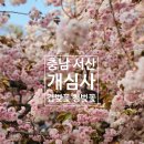 선경목장 | 충남 서산 개심사 겹벚꽃 청벚꽃 만개 봄꽃 여행 벚꽃 명소