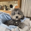 댕냥잇츠 이미지