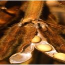 콩쥐팥쥐 이야기 이미지