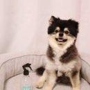 좋은강아지 | 퓨어프렌즈 펫탈취제 배변 냄새 제거에 좋은 강아지 탈취제 사용후기