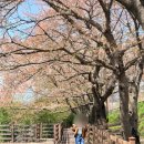 하동마을회관 | 하동 벚꽃 명소 비밀 스팟 주차 후기 사진, 내가 또간집