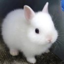 Gửi đến chú thỏ đáng yêu của mìnhო̤̮ #11 이미지