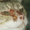 성심동물병원 이미지