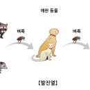 발진열[Murine typhus] 감염성 질환 이미지