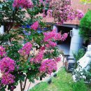 백일홍동산 이미지