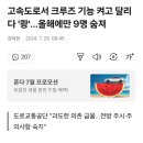 크루즈 기능의 위험성 이미지