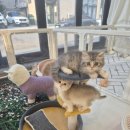 달콤하니냥 이미지