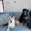 담양메테오라펜션B | 전남 최애 애견동반 독채펜션 담양 호스위 재방문 후기