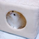 펫차일드 | 고양이 숨숨집 겨울 용품 동굴 집 해먹 변신하는 침대 펫차일드 후기