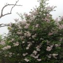 수수꽃다리 이미지