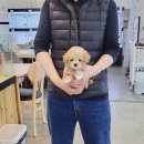 바나개 강아지 고양이 마포점 네이버블로그