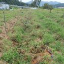 등골농장 이미지