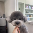 다엘 애견미용실 이미지