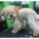 로즈펫살롱 이미지