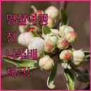 율스키친 | 명절 해외여행 전 챙기는 나주배 성환배 선물세트 추천 및 배송 일정 확인법