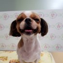 위즈펫동물병원 이미지