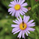 싱그러운청도로(가을) 이미지