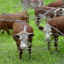 삼성목장 이미지