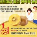 골드키위 효능 골드키위 칼로리 골드키위 보관법 이미지