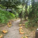 THE 숨 FOREST 이미지