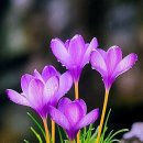 재우
